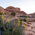 Bride and groom visible through desert plants in Moab Utah