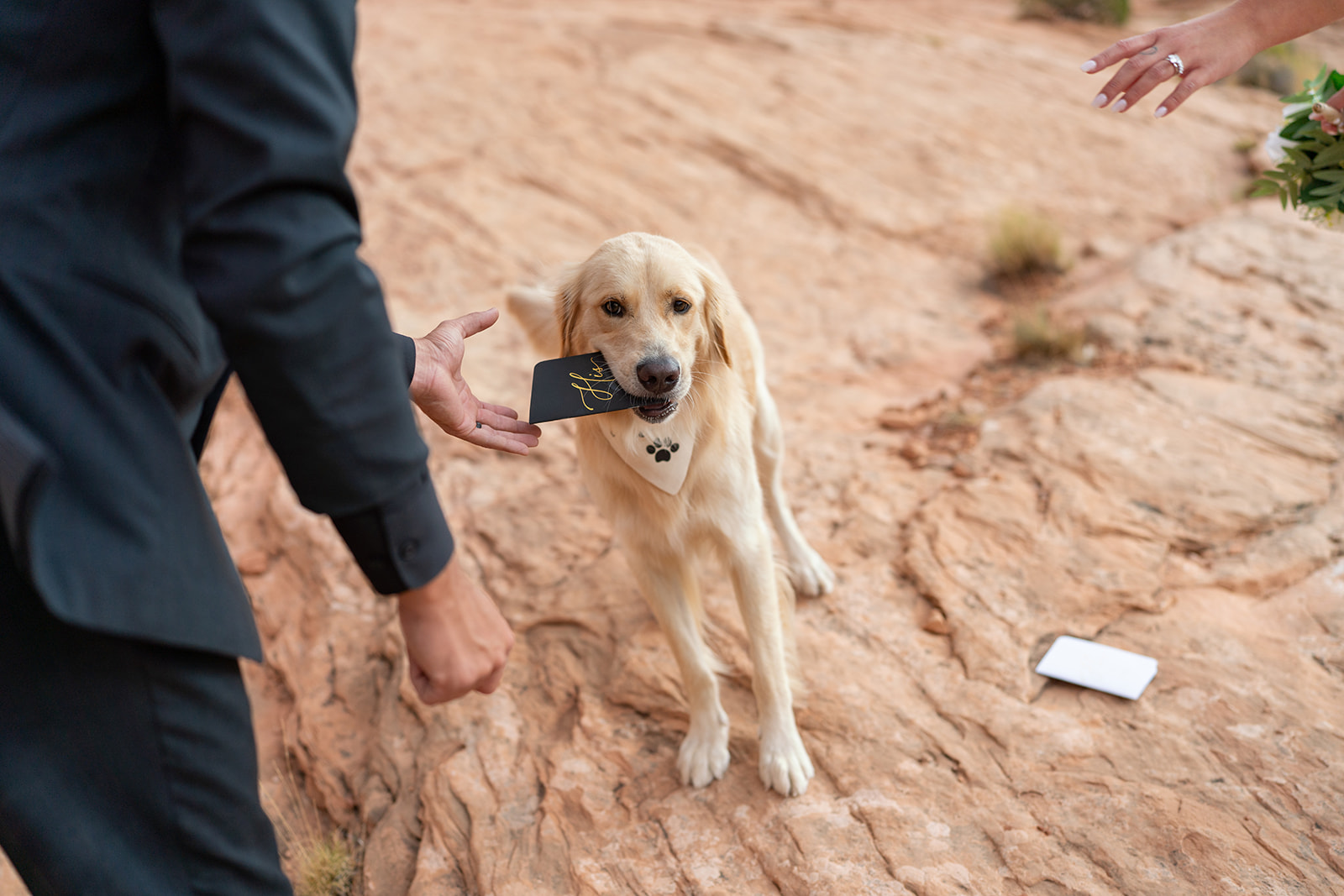 Dog with wedding vows in Moab elopement.