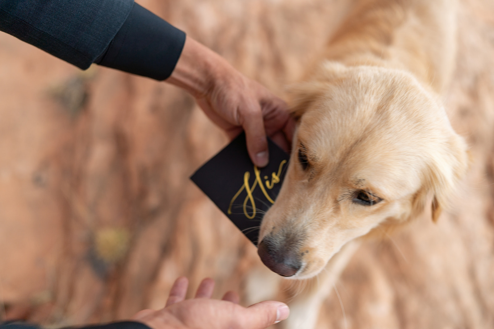 Dog in Moab with wedding vows.