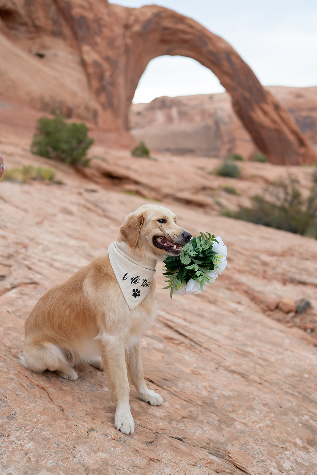 Dog with bouquet at sunrise during Moab Utah elopement ceremony