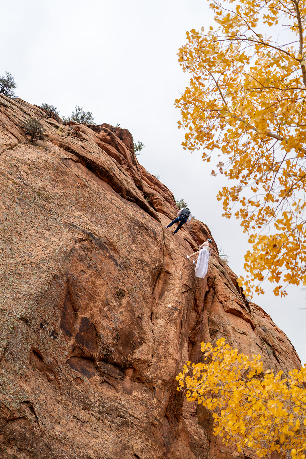 Wide shot of a couple in wedding clothing rappelling down a large, red-rock cliff face, framed by vibrant yellow autumn leaves